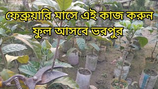 ফেব্রুয়ারি মাসে তাড়াতাড়ি করুন জরুরি কাজটি তবেই ফুটবে গাছ ভর্তি ফুল/ easy khamar bari