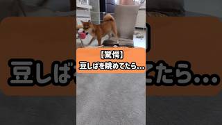 【衝撃のラスト】豆しばの先にいたものは...#柴犬#豆柴#dog #puppy #子犬 #犬 #かわいい