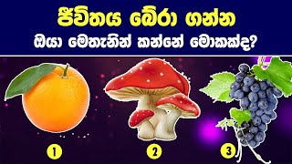 ජීවිතය බේරා ගන්න ඔයා මෙතැනින් කන්නේ මොකක්ද? | What will Your Choose to Survive Life