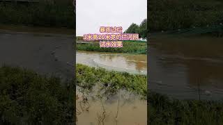 河南渔中利虾笼鱼笼拦河网 暴雨过后河水急流，3米高20米宽的拦河网下水效果 #户外逮鱼摸虾 #拦河网 #户外抓鱼 @快手正能量#Short#