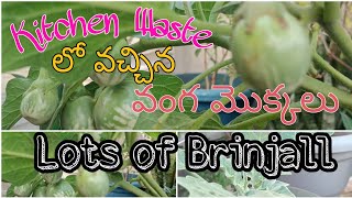 Lot of Brinjals yields || Kitchen Waste లో వచ్చిన వంగ మొక్కలు || Brinjal at terrace garden