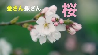 きんさん ぎんさん桜 春の花 LUMIX25mm