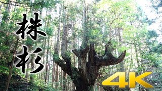 Japanese strange cedar trees.関・株杉の森【4K】