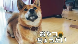 癒しわんこ！おやつ🍪ちょうだい🐕豆柴福ちゃん💕