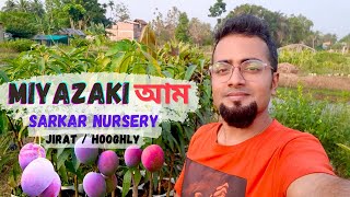 Miyazaki আম 🥭 Vietnam নারকেল 🌴🥥 পাতাবাহার 🪴ও অন্যান্য গাছের Huge Stock | Sarkar Nursery | Jirat