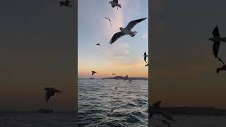 Birds I Seagulls Flying I Beautiful Sea Birds Sounds #naturesounds