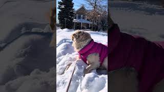 毛孩看見媽媽高興的，快帶我去玩雪😃