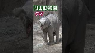 円山動物園の赤ちゃんゾウ、タオが短いお鼻で草を食べる真似？その姿がとっても可愛い✨ #円山動物園 #タオ　#4K