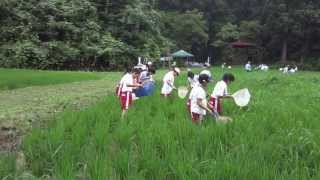 2013.07.10 大豊小5年「田んぼの学校」草とり編 Vol.02