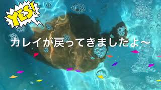 fishingmax垂水店3/12花見カレイがきた〜！