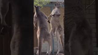 Kangaroos are fighting #kangaroo #animals #shortsviral #shortsfeed #trending #shorts