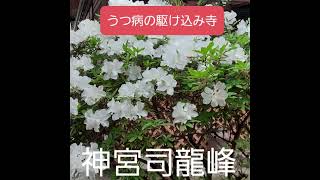 うつ病の駆け込み寺　復縁祈願の法華経寺住職神宮司龍峰先生の人生相談　セックスレス夫婦の円満解決法　口コミ評判第一人者のカリスマ祈祷師　小室圭の浮気封じ　鹿児島県霧島市の教育相談　不感症改善カウンセラー