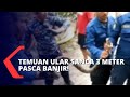 Petugas Damkar Evakuasi Ular Sanca dari Saluran Air Warga saat Bersih-bersih Sisa Banjir!