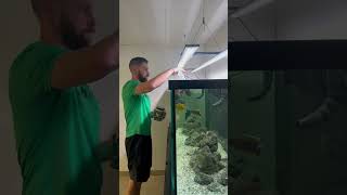 Feeding the African Cichlid Tank!