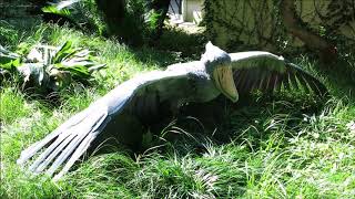 shoebill、ハシビロコウの羽干し＠上野