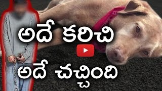 మనిషిని కరిచిన కుక్క పదినిముషాల్లో ఎలా చచ్చిపోయింది..? | Why Dog Died After Biting Human ? | T Mojo