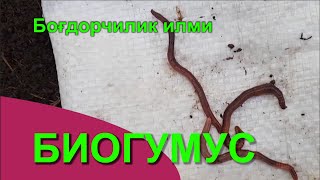 Биогумус /Biogumus