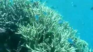 Nouvelle Calédonie- Snorkeling îlot UA.wmv