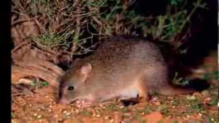 Snapshot of Endangered Australian Animals