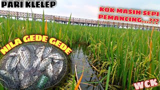 Heran❗Disini Ikannya Gede Gede Tapi Masih Sepi Pemancing || Mancing Waduk Cengklik || Mancing Nyobok