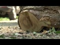 Tree Replanting at Itasca State Park - Lakeland News at Ten - August 1, 2013