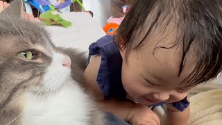 赤ちゃんに触られても嫌がらない猫　ノルウェージャンフォレストキャット　ラガマフィンA cat that doesn't mind being touched.