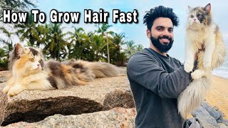 How To Grow Persian Cat Hair Fast 😍| Long Hair Persian Cat | Persian Cat | Cat hair fall solution