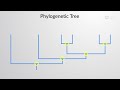 phylogeny bio video textbooks preview