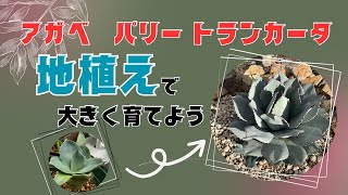 アガベ　パリートランカータ　地植えで大きく育てよう