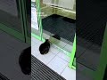 cat getting slap by door 😂