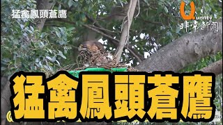 20220703 猛禽鳳頭蒼鷹~菜籃鳥爸媽喜迎寶寶回家~