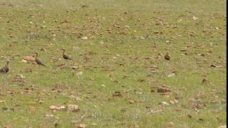 Indian Courser