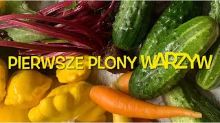 PIERWSZE PLONY WARZYW lipiec w ogrodzie, first harvest of vegetables