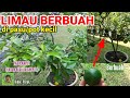 LIMAU BERBUAH DI PASU KECIL | TABULAMPOT