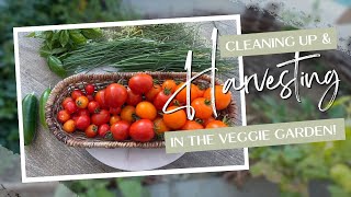 Cleaning Up and Harvesting My Small Space Vegetable Garden! 🍅👩🏼‍🌾🥒 :: Zone 9b Veggie Garden!