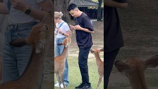 奈良の鹿❤️に対する外国人観光客の反応Short Nara Deer in Japan