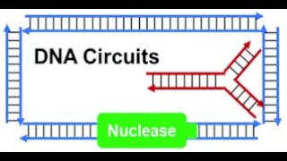 NUCLEASES || EXONUCLEASES || ENDONUCLEASES || Molecular Biology ||