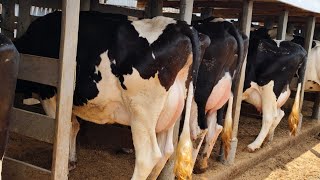 Dairy Farming Episode 6: Start Dairy Farming with as low as Ksh. 100,000.🐄🐄🐄