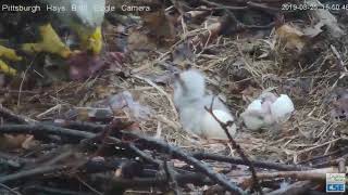 Pittsburgh Hays H10 hatching with Mom feeding H9 32519 348pm