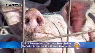 China Researchers Discover New Swine Flu With 'Pandemic Potential'