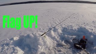 Flag Up!! On The Hunt for Big Lake Trout With the Ifish Pro (Cold Lake 2020)