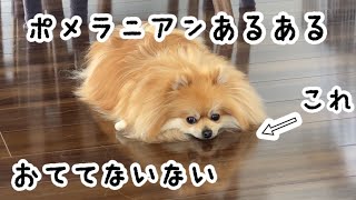 【ポメラニアンあるある】おててないない編