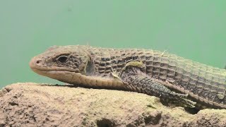 ニシオニプレートトカゲ　(東山動植物園/愛知県)