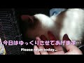 避妊手術後　病院から帰ってきた猫　 cat after contraception surgery