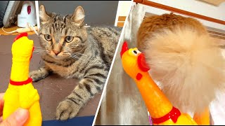 Funny Shrilling chicken with cat