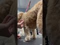 dog grooming cutedogs doggrooming shorts reels cute golden cutepuppy short shortsvideo