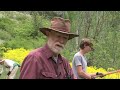 volunteers work to remove pesky invasive weeds in logan canyon