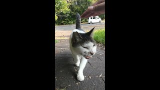 brown tabby and white  stray cat approaching with a very cute meow.