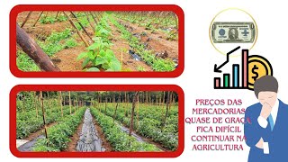 ✅️ Preços das Mercadorias quase de graça,fica difícil continuar na #agricultura