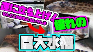 【小型ナマズ】タティア\u0026ドルフィンキャットの水槽をサイズアップ！【クソデカ】